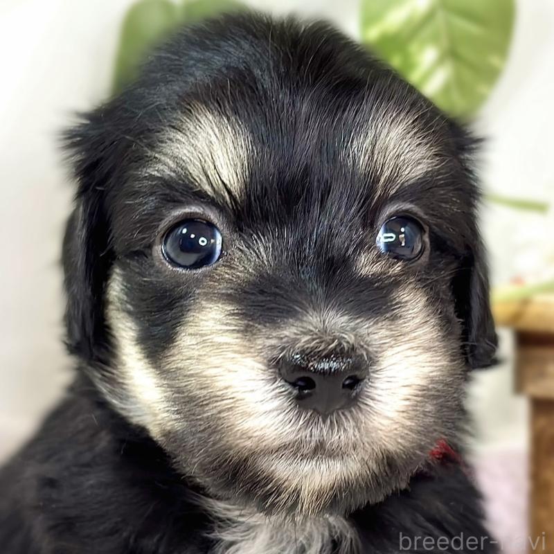 販売中ののマルックス:マルチーズ×ミニチュアダックスフンド-438149