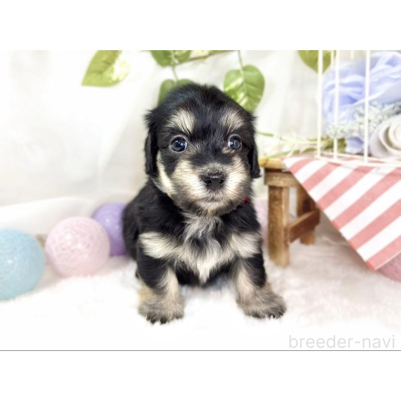 販売中の滋賀県のマルックス:マルチーズ×ミニチュアダックスフンド-438149の4枚目