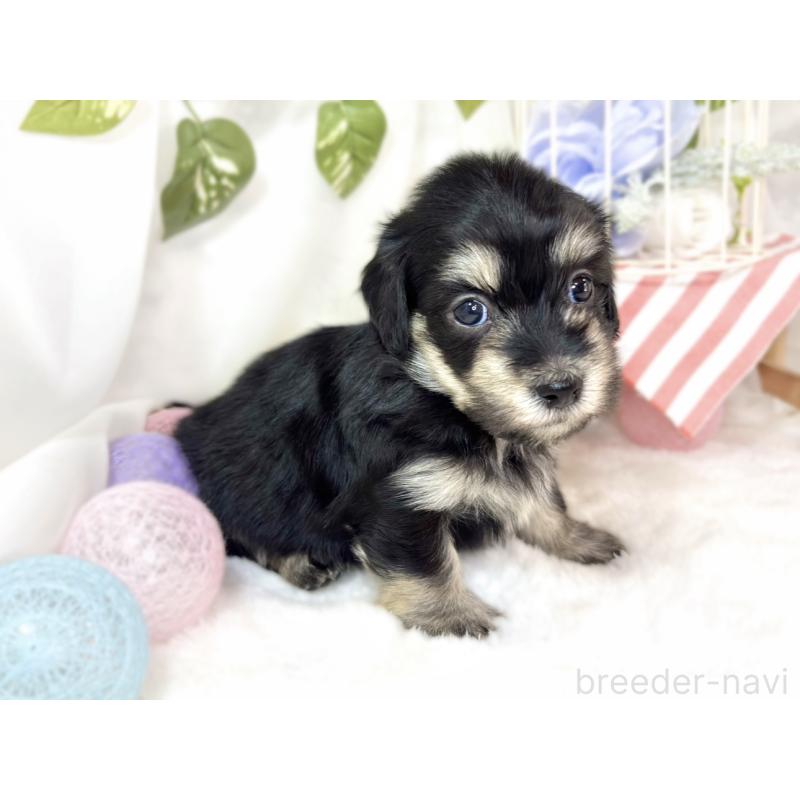 販売中の滋賀県のマルックス:マルチーズ×ミニチュアダックスフンド-438149の3枚目