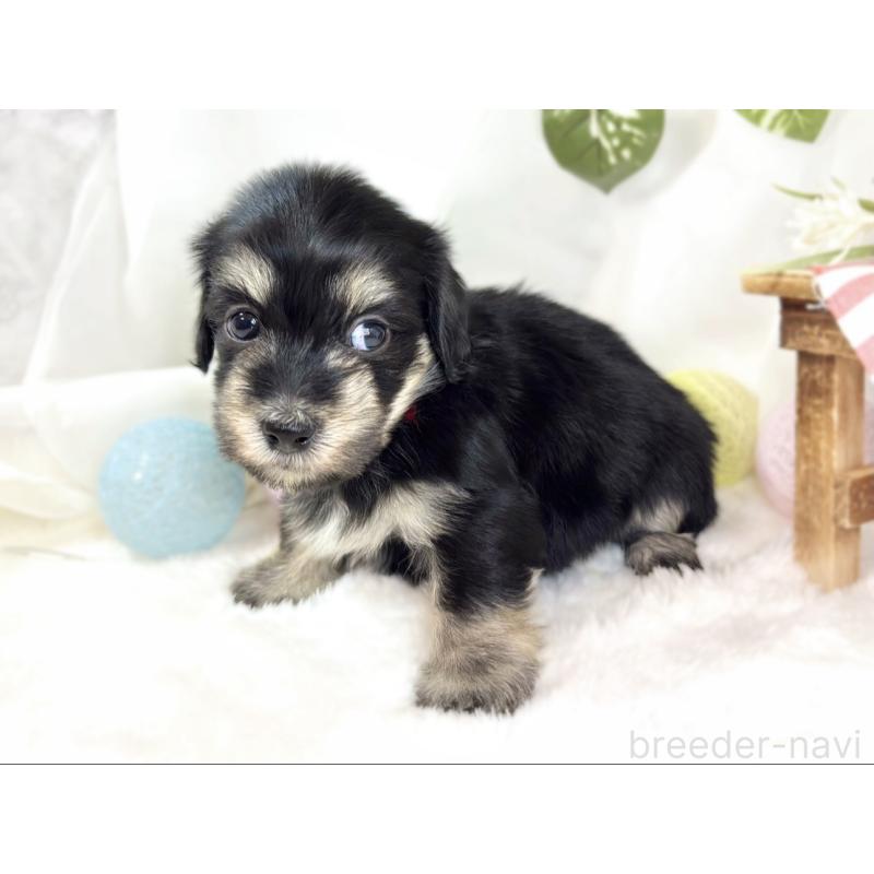 販売中の滋賀県のマルックス:マルチーズ×ミニチュアダックスフンド-438149の2枚目