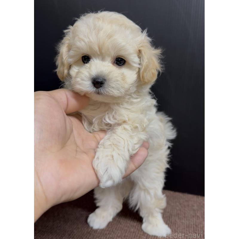 商談中の福岡県のマルプー:マルチーズ×トイプードル-435909の7枚目