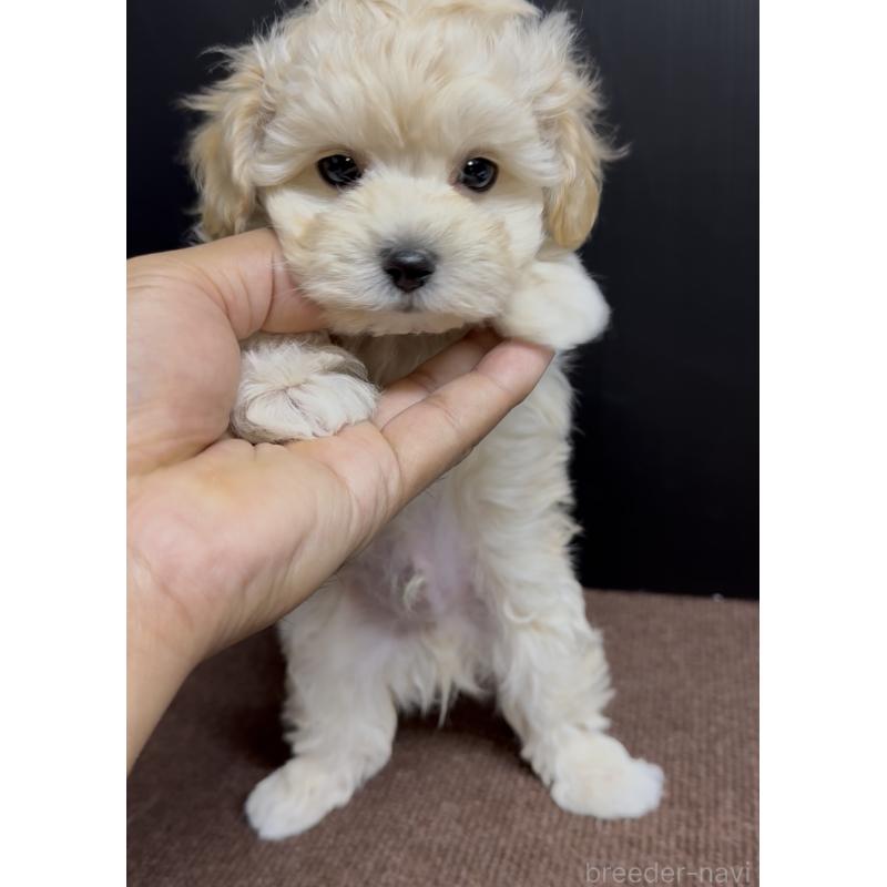 商談中の福岡県のマルプー:マルチーズ×トイプードル-435909の6枚目