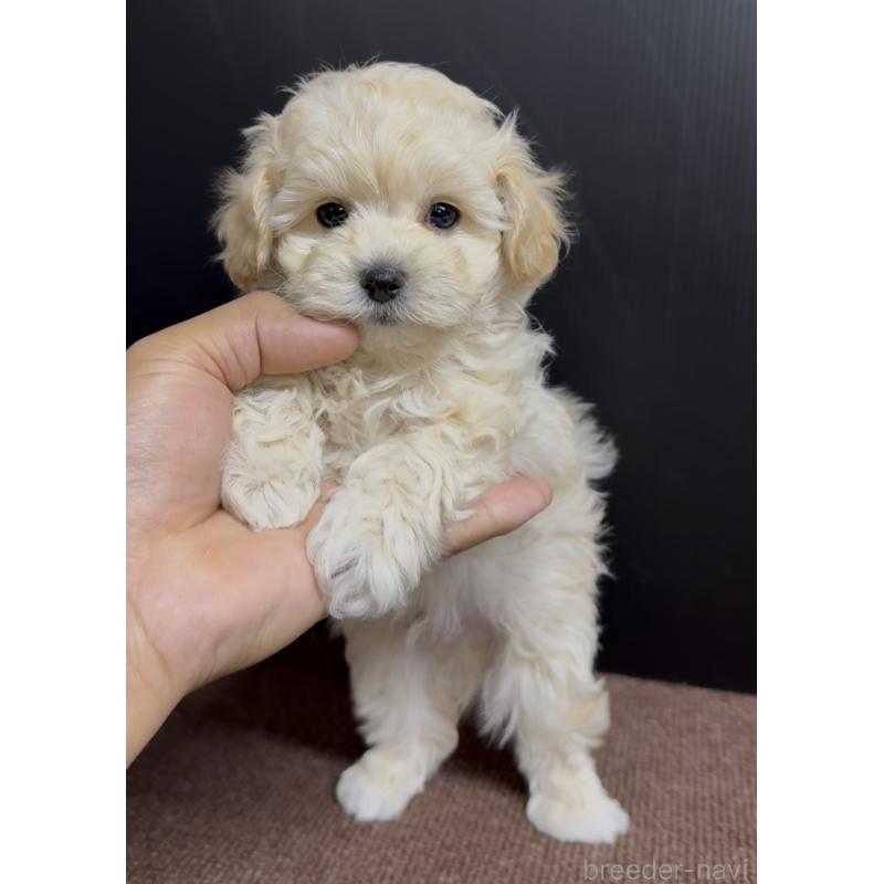 商談中の福岡県のマルプー:マルチーズ×トイプードル-435909の5枚目