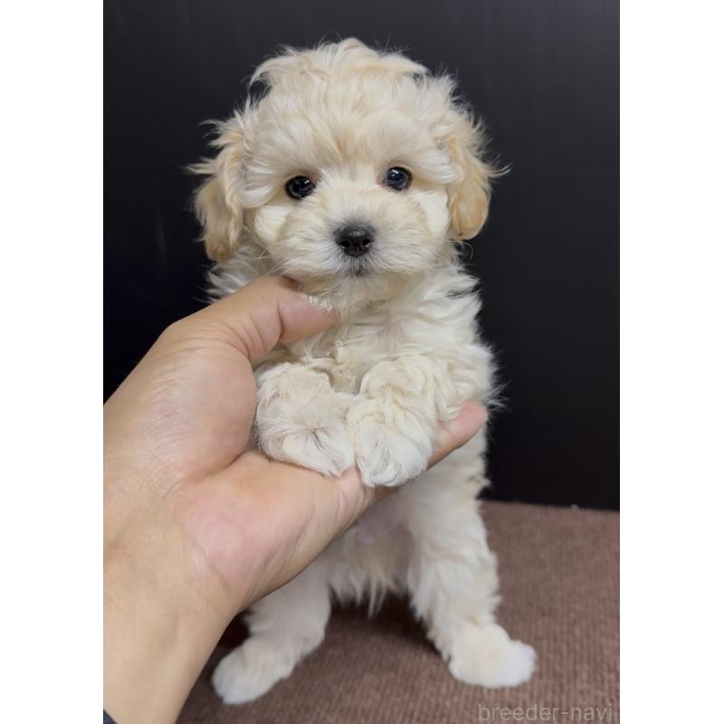 商談中の福岡県のマルプー:マルチーズ×トイプードル-435909の4枚目