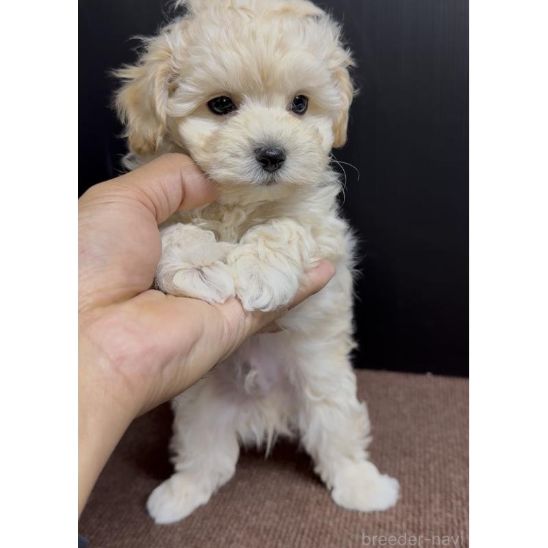 商談中の福岡県のマルプー:マルチーズ×トイプードル-435909の3枚目