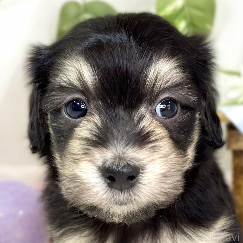 販売中の滋賀県のマルックス:マルチーズ×ミニチュアダックスフンド-438150