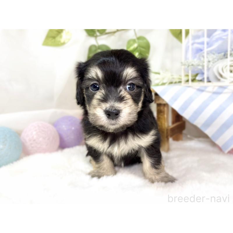 販売中の滋賀県のマルックス:マルチーズ×ミニチュアダックスフンド-438150の4枚目