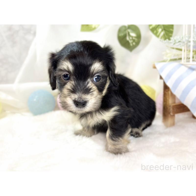 販売中の滋賀県のマルックス:マルチーズ×ミニチュアダックスフンド-438150の3枚目