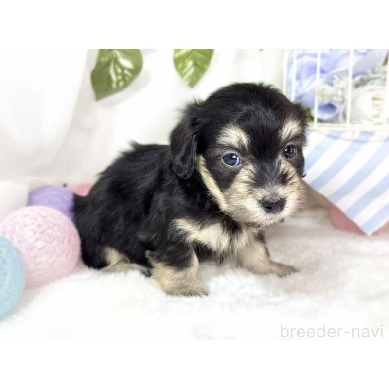 販売中の滋賀県のマルックス:マルチーズ×ミニチュアダックスフンド-438150の2枚目