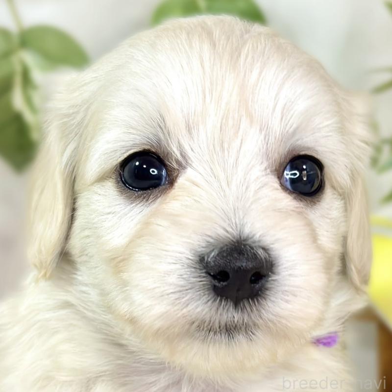 販売中の滋賀県のマルックス:マルチーズ×ミニチュアダックスフンド-438151