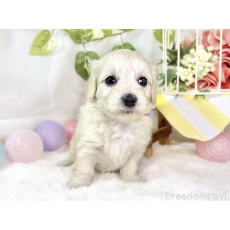 販売中の滋賀県のマルックス:マルチーズ×ミニチュアダックスフンド-438151の4枚目