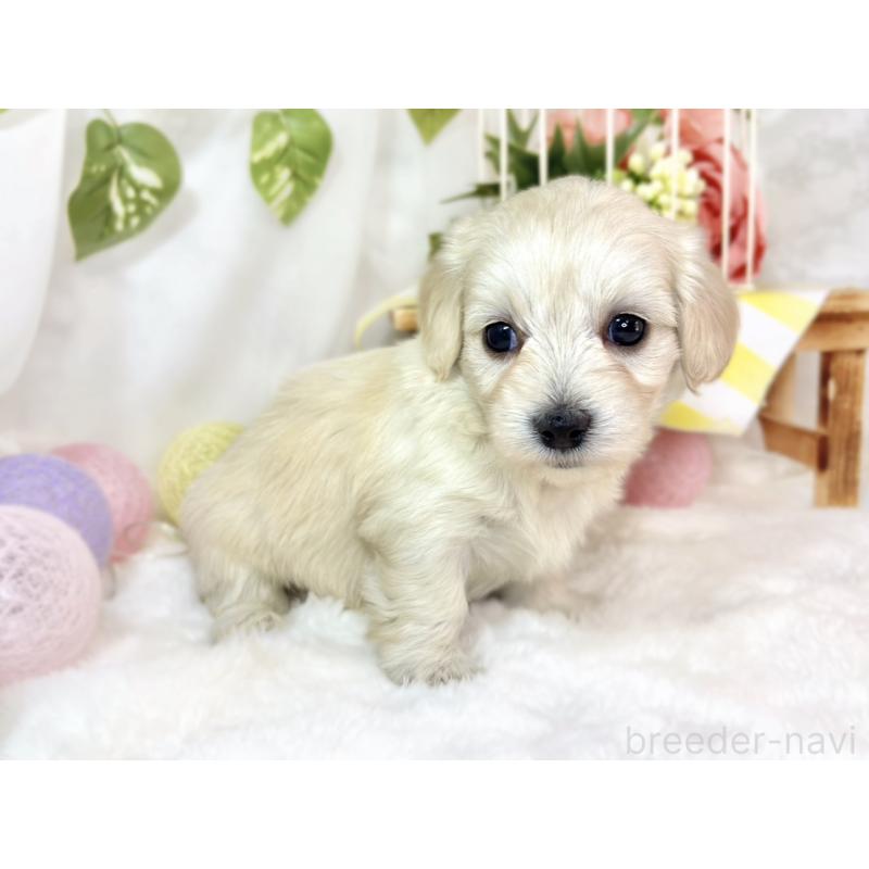 販売中の滋賀県のマルックス:マルチーズ×ミニチュアダックスフンド-438151の3枚目