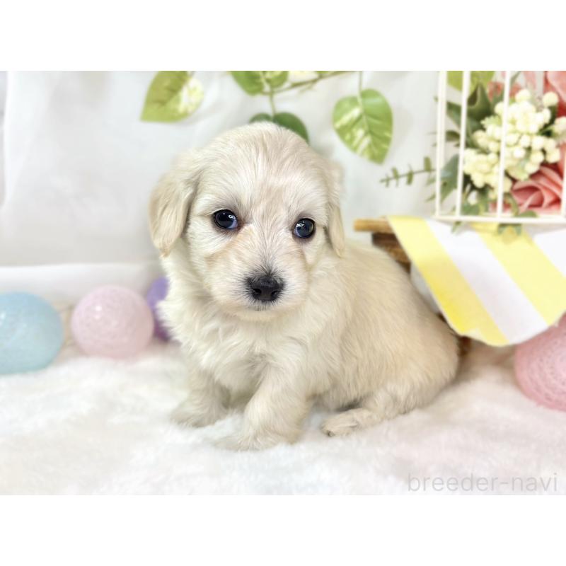 販売中の滋賀県のマルックス:マルチーズ×ミニチュアダックスフンド-438151の2枚目