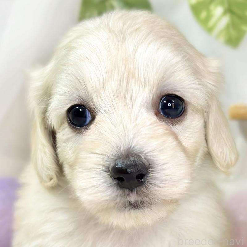 販売中の滋賀県のマルックス:マルチーズ×ミニチュアダックスフンド-438152