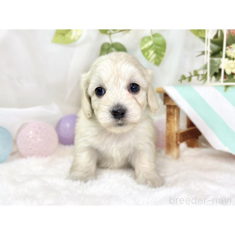 販売中の滋賀県のマルックス:マルチーズ×ミニチュアダックスフンド-438152の4枚目