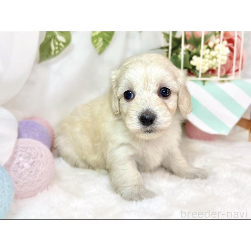 販売中の滋賀県のマルックス:マルチーズ×ミニチュアダックスフンド-438152の3枚目