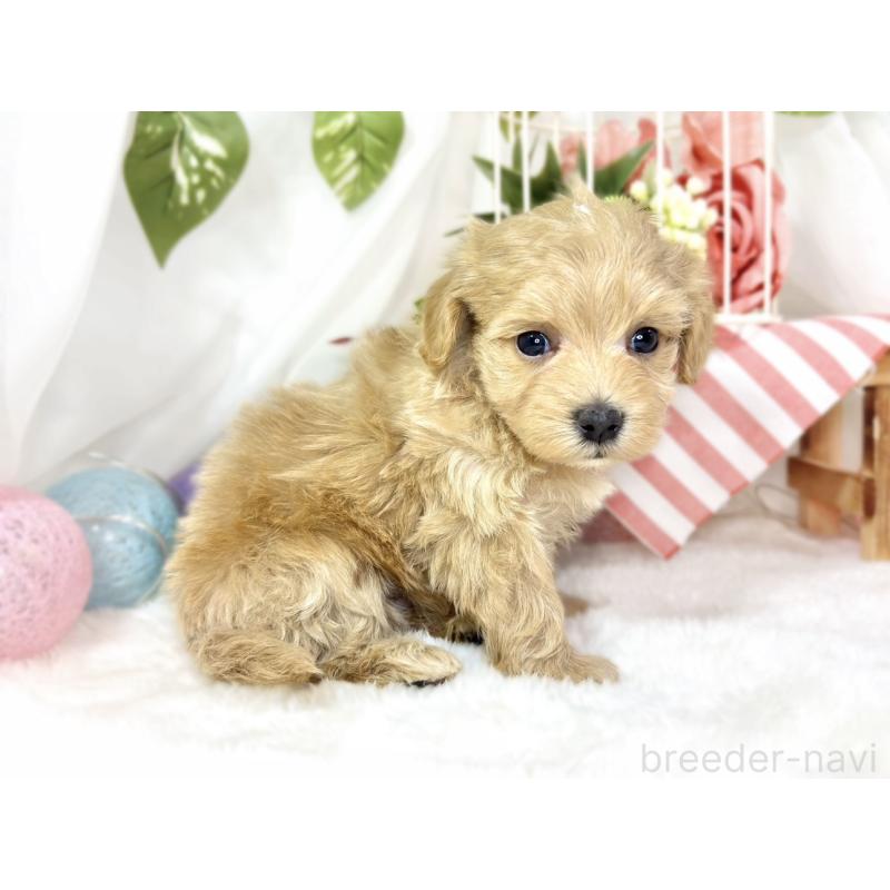 販売中の滋賀県のマルプー:マルチーズ×トイプードル-438153の3枚目