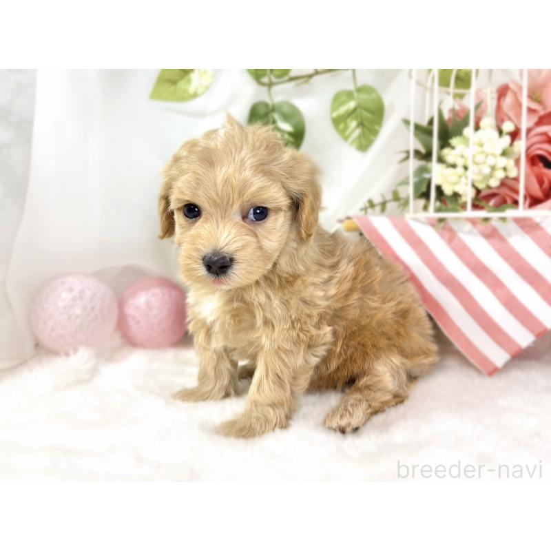 販売中の滋賀県のマルプー:マルチーズ×トイプードル-438153の2枚目