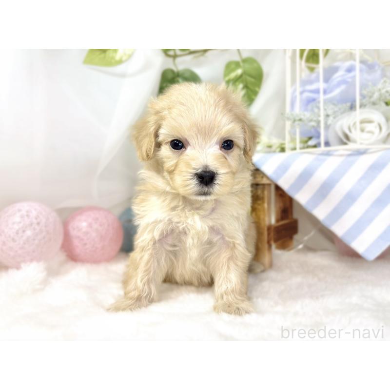 販売中の滋賀県のマルプー:マルチーズ×トイプードル-438154の4枚目