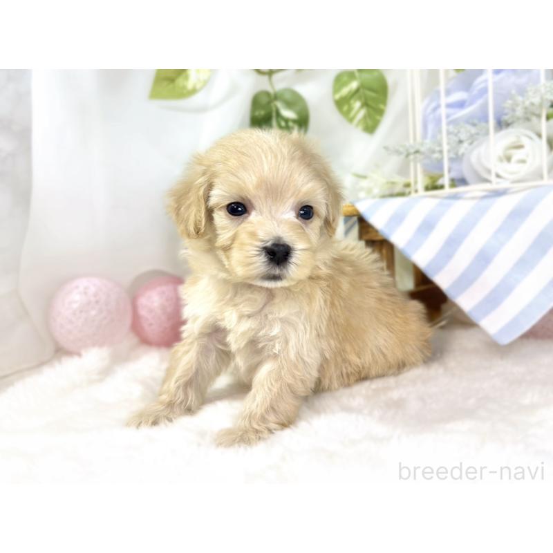 販売中の滋賀県のマルプー:マルチーズ×トイプードル-438154の3枚目