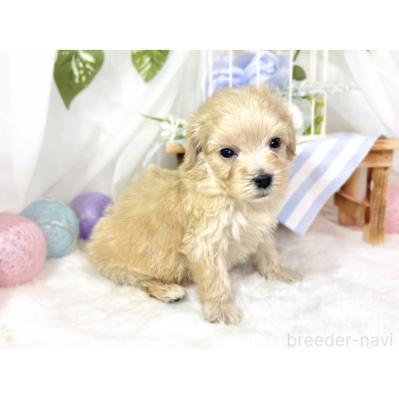 販売中の滋賀県のマルプー:マルチーズ×トイプードル-438154の2枚目