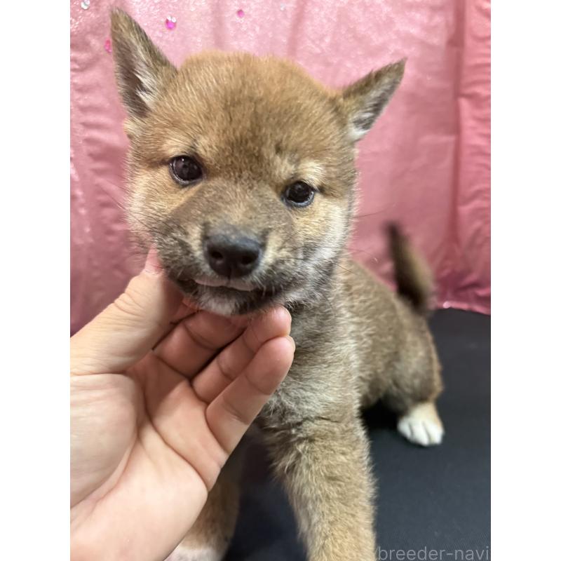 販売中の愛知県の柴犬-430894の4枚目