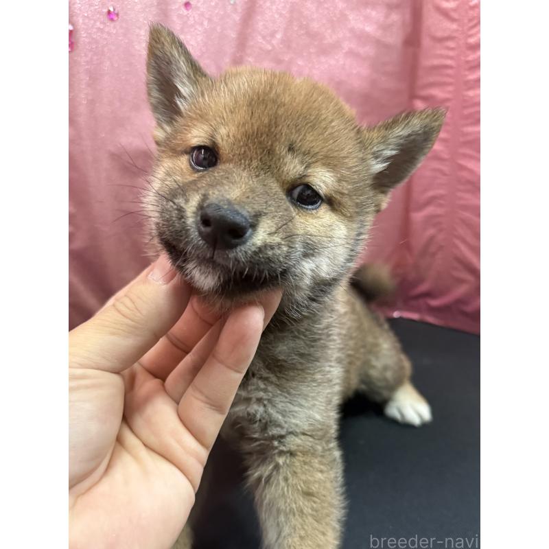 販売中の愛知県の柴犬-430894の3枚目