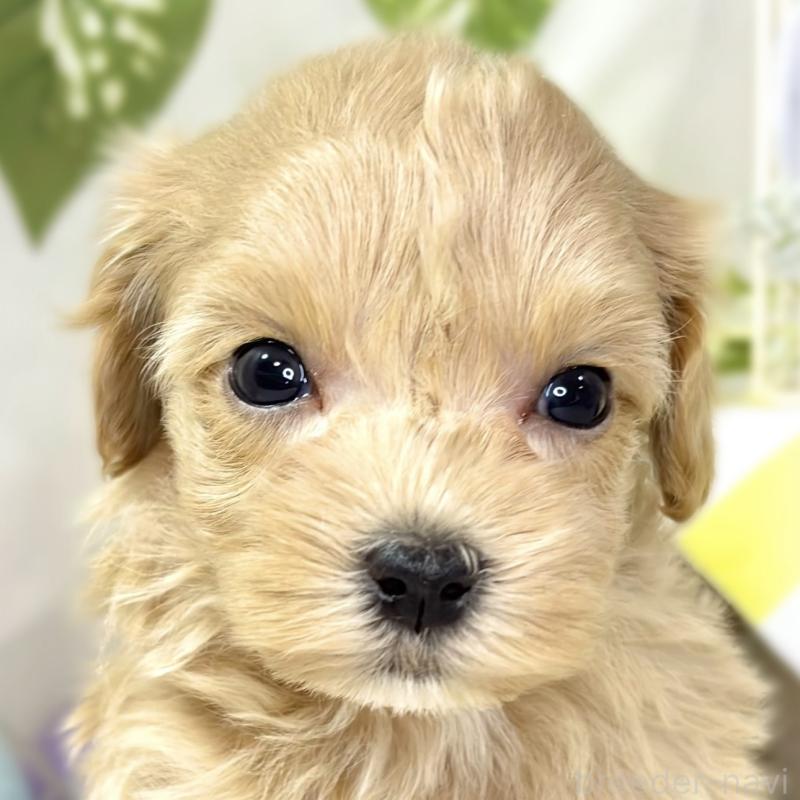 販売中の滋賀県のマルプー:マルチーズ×トイプードル-438155の1枚目