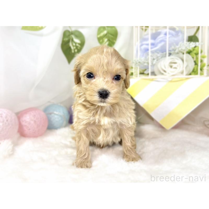 販売中の滋賀県のマルプー:マルチーズ×トイプードル-438155の4枚目