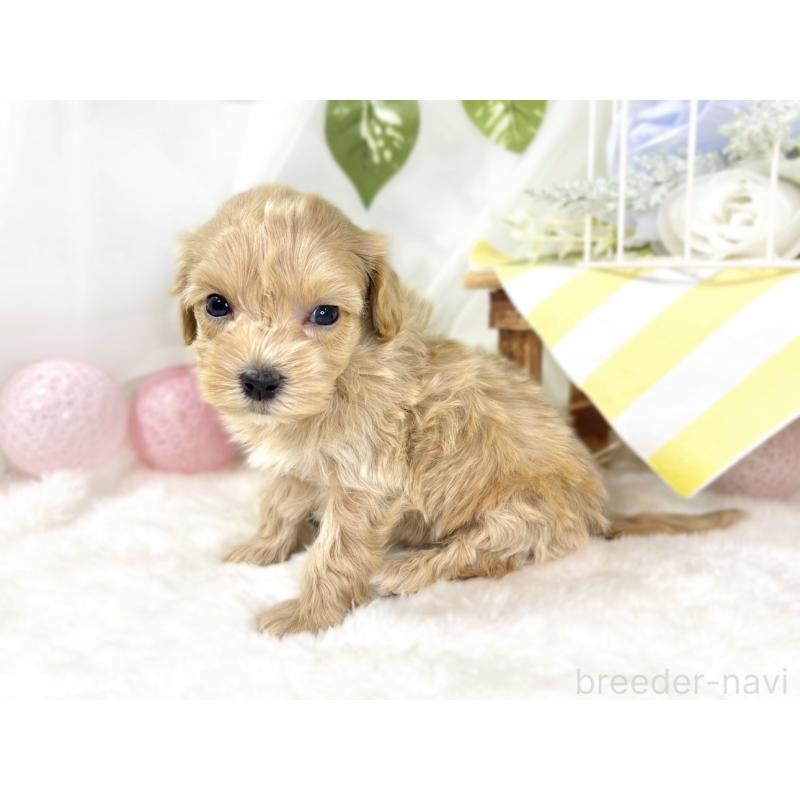 販売中の滋賀県のマルプー:マルチーズ×トイプードル-438155の3枚目