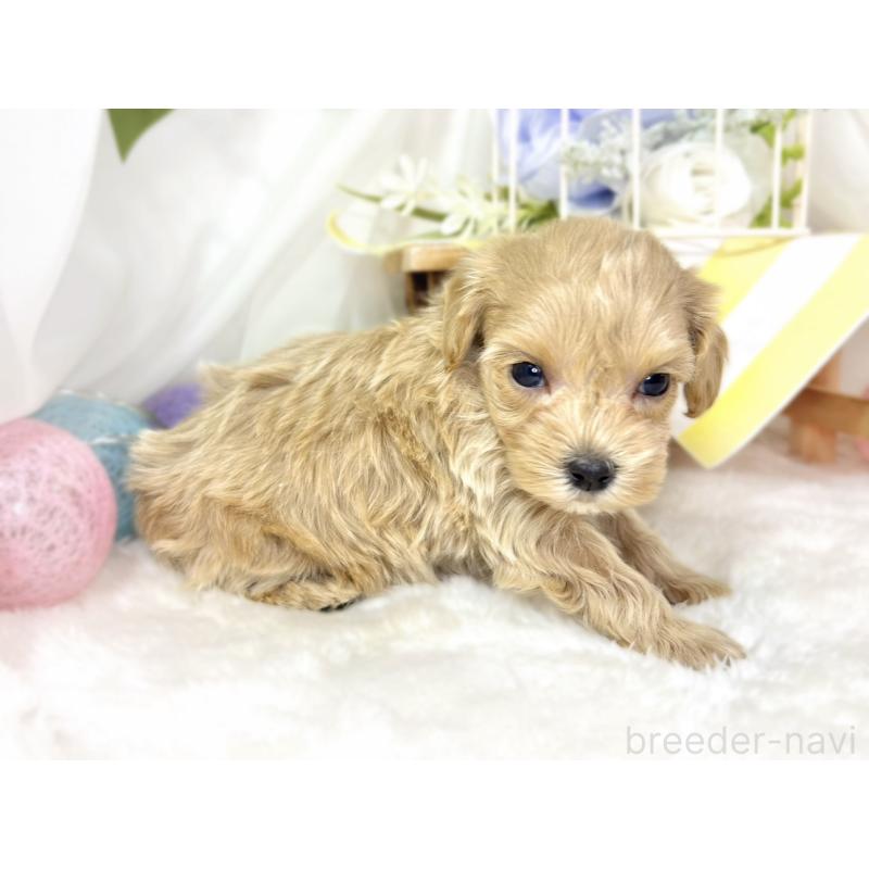 販売中の滋賀県のマルプー:マルチーズ×トイプードル-438155の2枚目