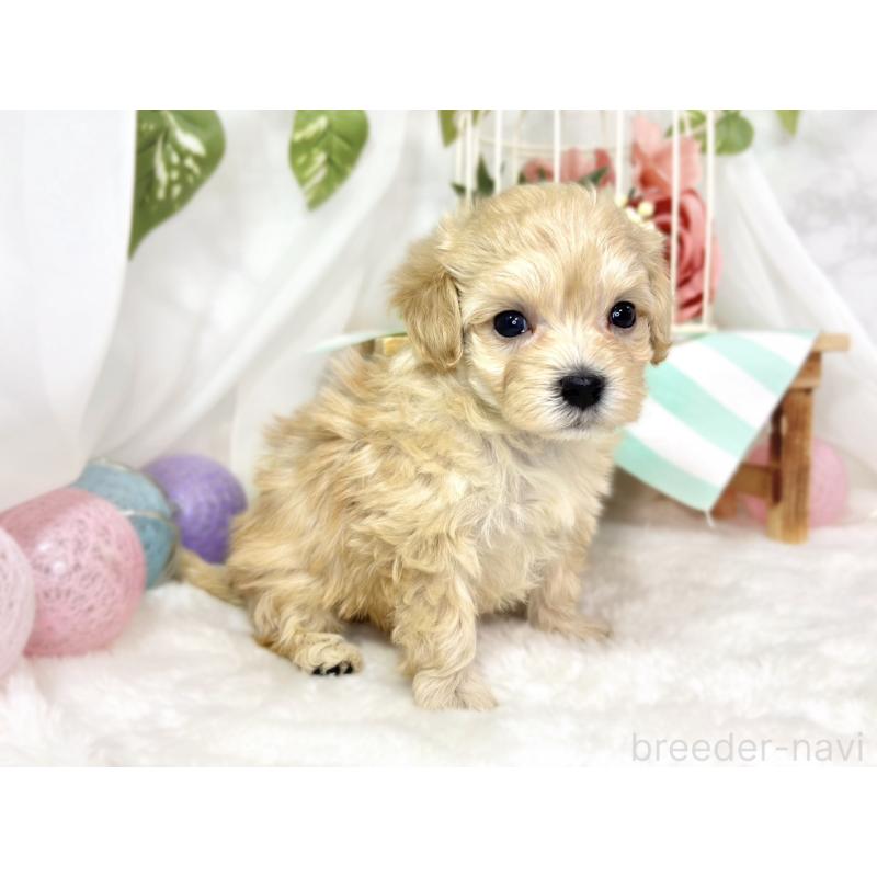 販売中の滋賀県のマルプー:マルチーズ×トイプードル-438156の3枚目