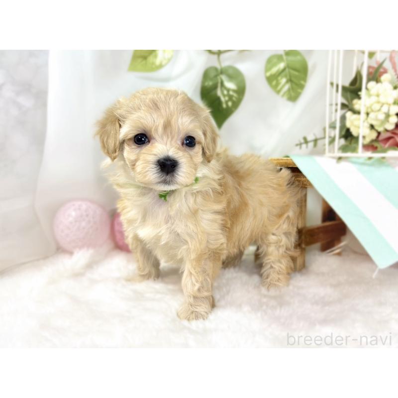 販売中の滋賀県のマルプー:マルチーズ×トイプードル-438156の2枚目