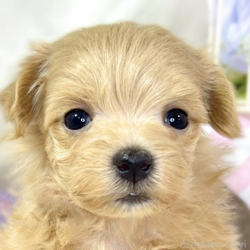 販売中の滋賀県のマルプー:マルチーズ×トイプードル-438157の1枚目