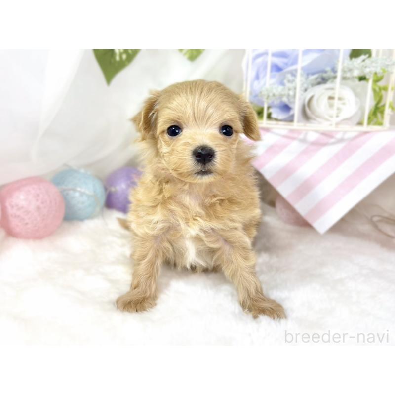 販売中の滋賀県のマルプー:マルチーズ×トイプードル-438157の4枚目