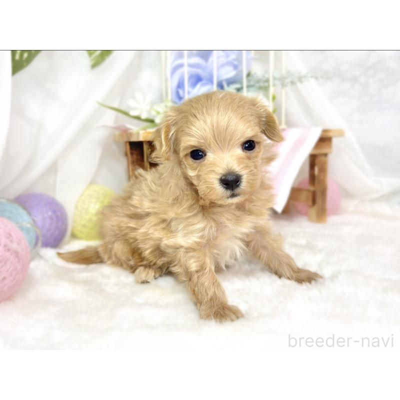 販売中の滋賀県のマルプー:マルチーズ×トイプードル-438157の3枚目