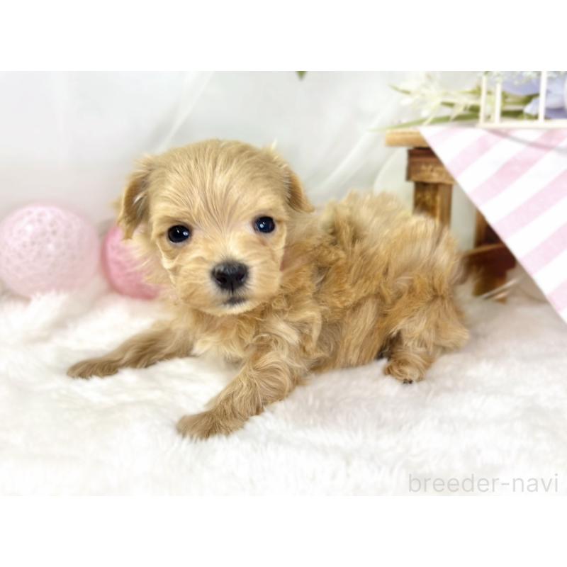 販売中の滋賀県のマルプー:マルチーズ×トイプードル-438157の2枚目