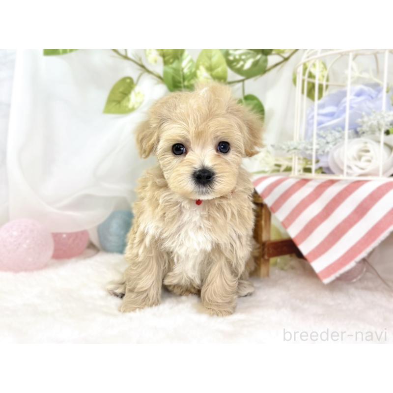 販売中の滋賀県のマルプー:マルチーズ×トイプードル-438158の4枚目