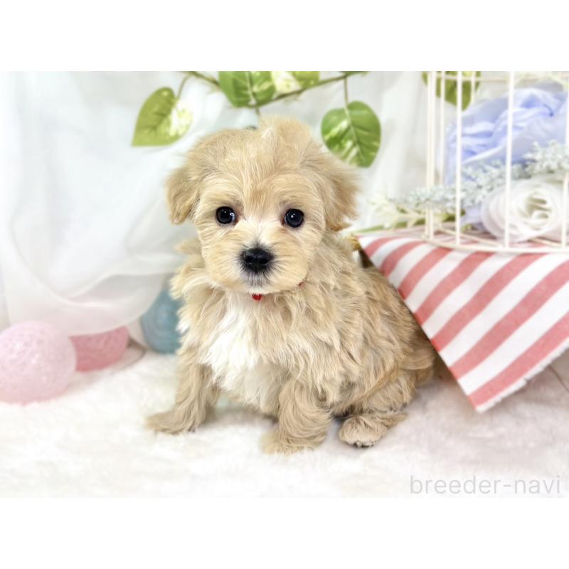 販売中の滋賀県のマルプー:マルチーズ×トイプードル-438158の3枚目