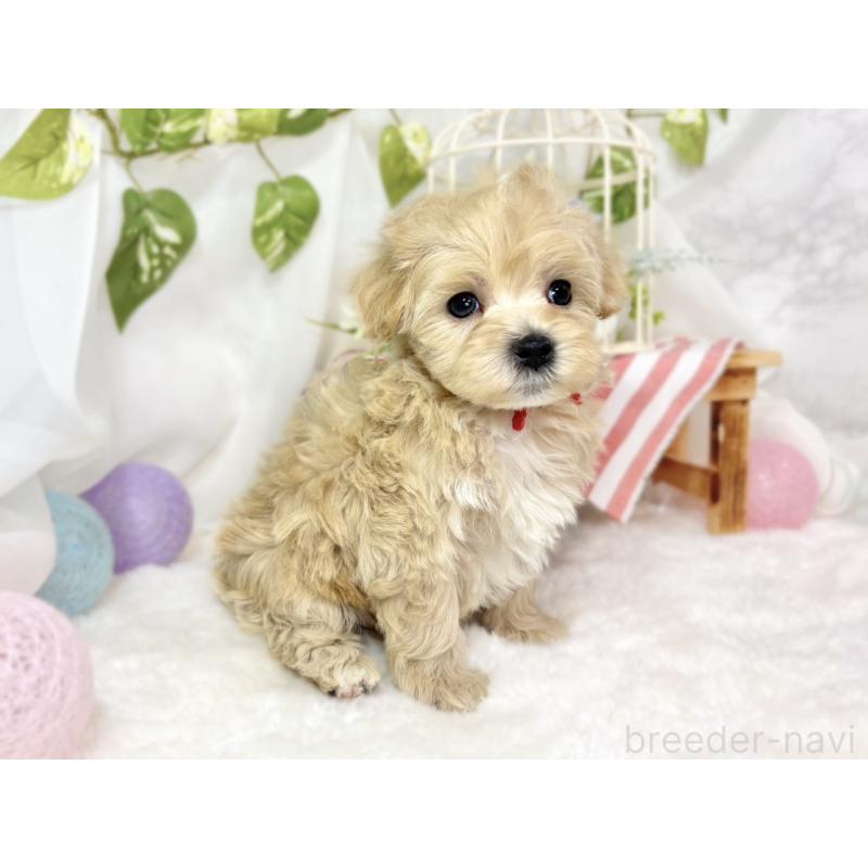 販売中の滋賀県のマルプー:マルチーズ×トイプードル-438158の2枚目