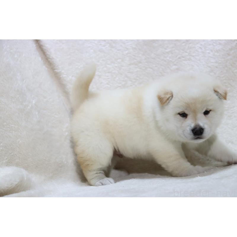 成約済の滋賀県の柴犬-436597の5枚目