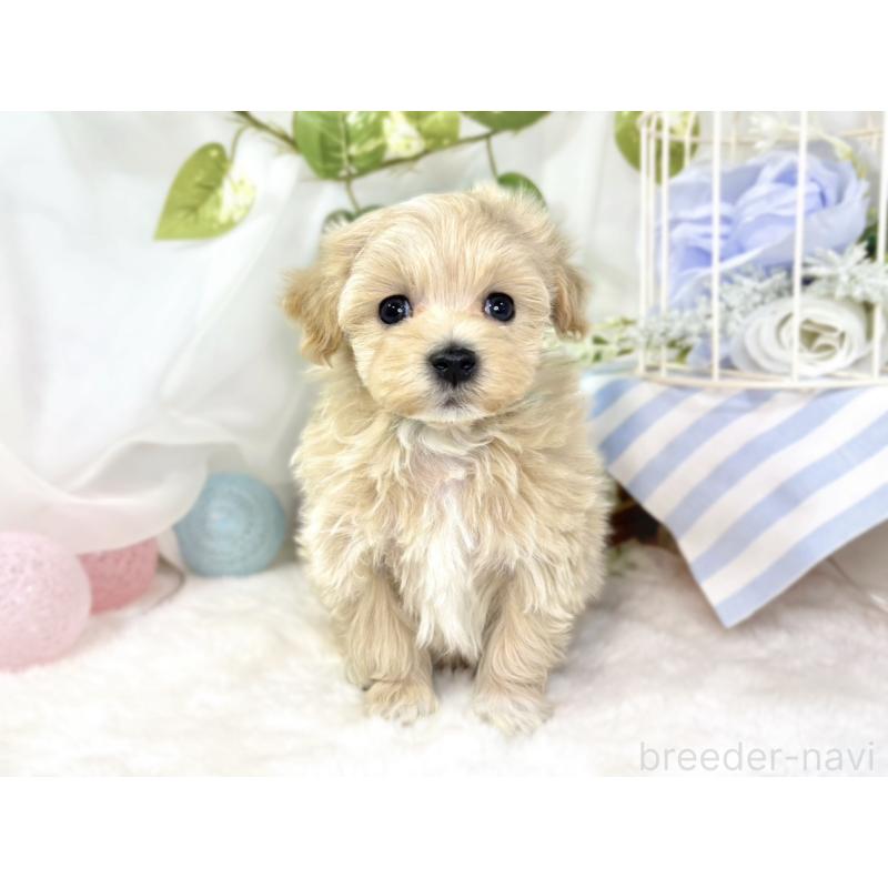 販売中の滋賀県のマルプー:マルチーズ×トイプードル-438159の4枚目