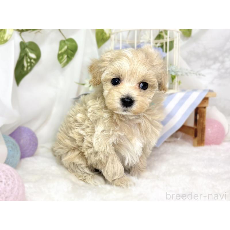 販売中の滋賀県のマルプー:マルチーズ×トイプードル-438159の3枚目