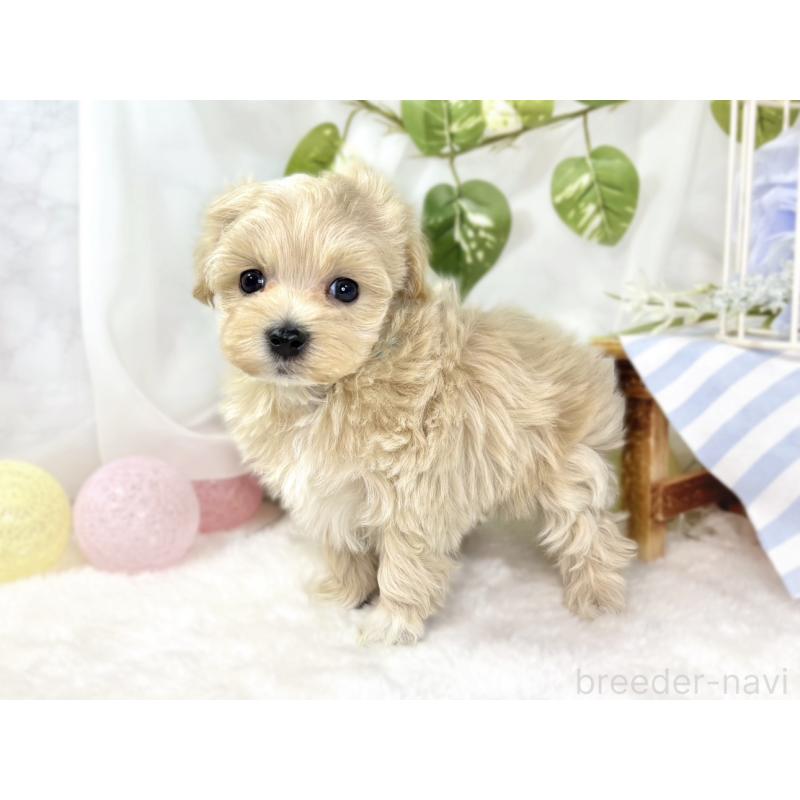 販売中の滋賀県のマルプー:マルチーズ×トイプードル-438159の2枚目