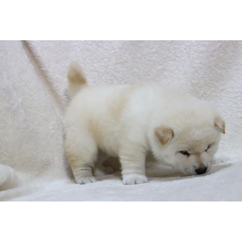 成約済の滋賀県の柴犬-436597の4枚目