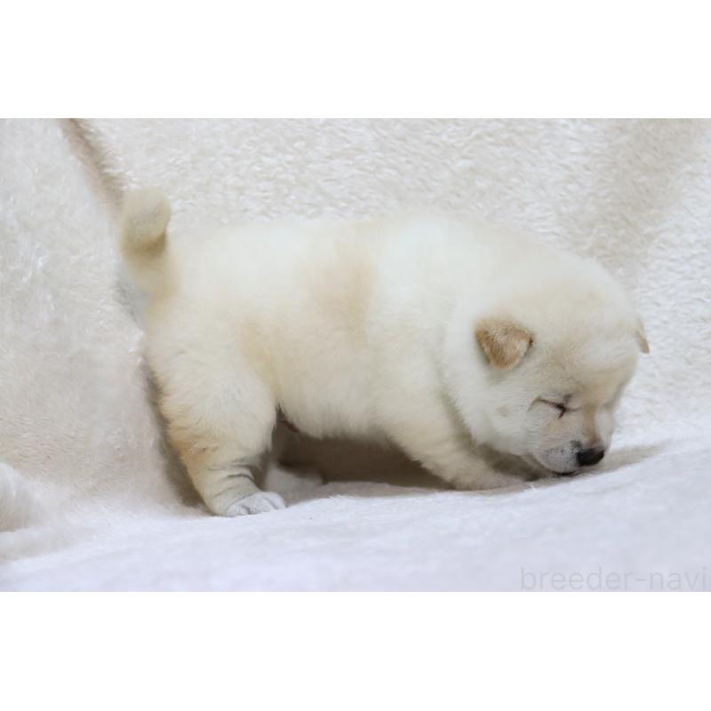 成約済の滋賀県の柴犬-436597の3枚目