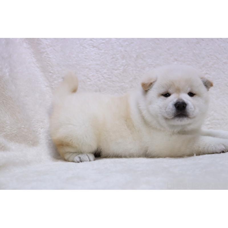 成約済の滋賀県の柴犬-436597の2枚目