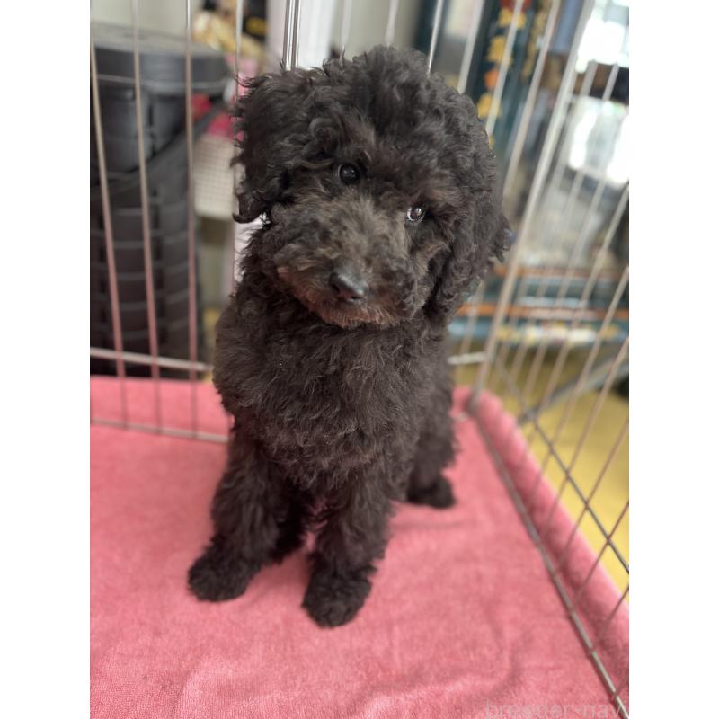 成約済の福岡県のスタンダードプードル-430303の3枚目