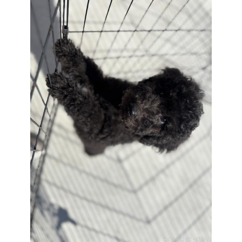 成約済の福岡県のスタンダードプードル-430303の2枚目