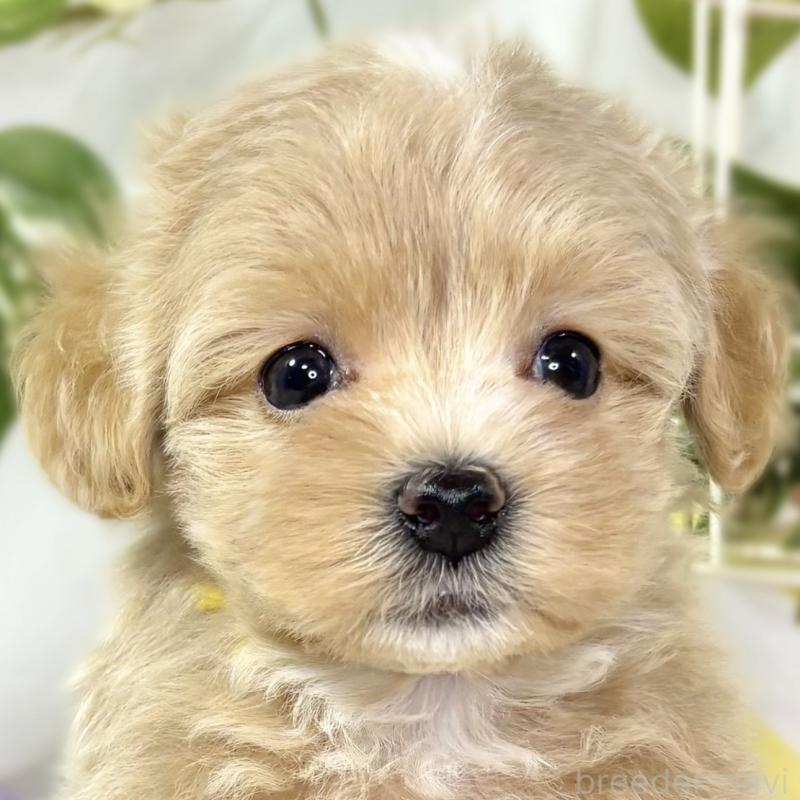 販売中の滋賀県のマルプー:マルチーズ×トイプードル-438160